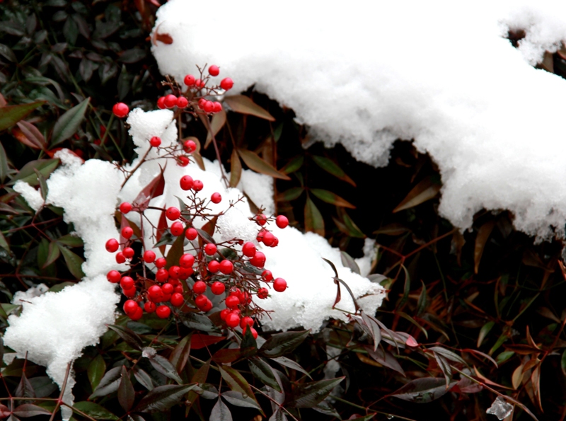 冬雪傲梅