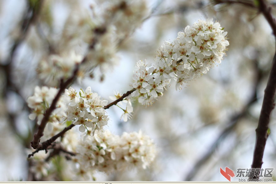 李花,樱花.