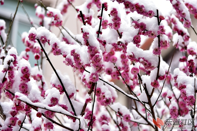 雪中傲梅