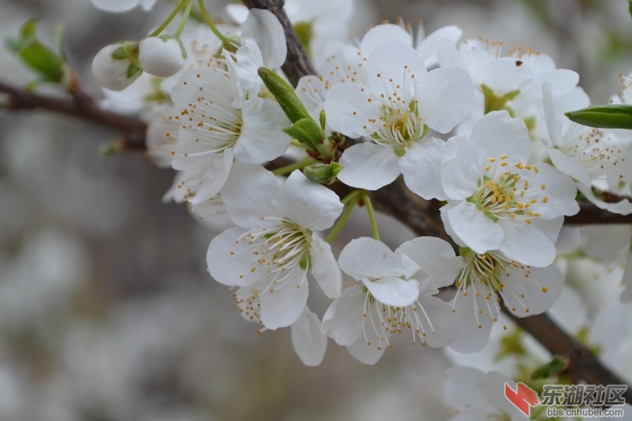 李子树花