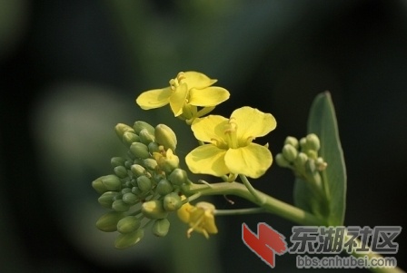 油菜花是由4枚花瓣,1枚雌蕊,4枚长雄蕊和两枚短雄蕊形成的小花朵,花粉