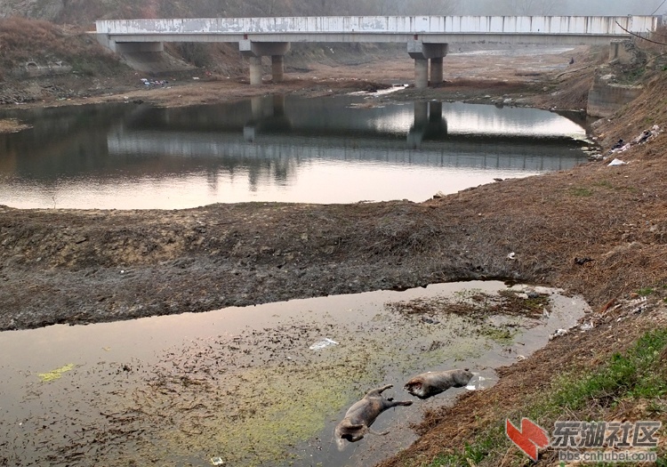 湖北省广水市应山前河上游七里冲河的死猪图片