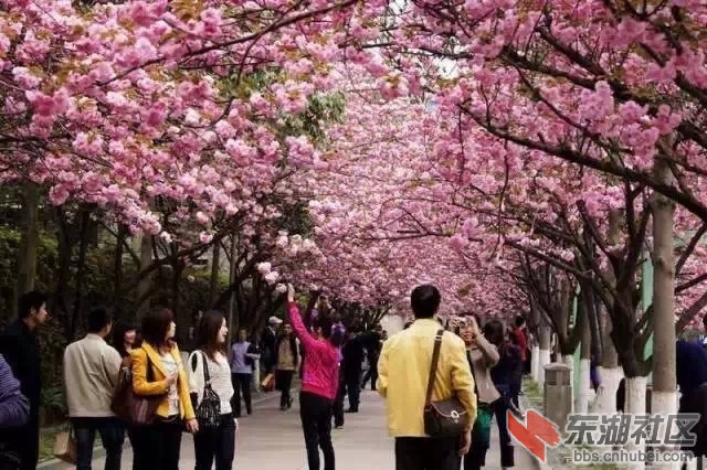 3月赏花季,襄阳最全赏花地图,不看是你的损失哦!