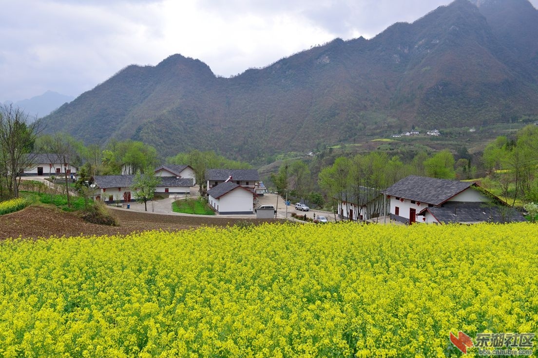 春暖花开时节 探访美丽的新华镇石屋头村