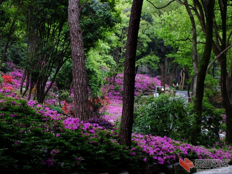 武汉东湖杜鹃之花盛开在藕山