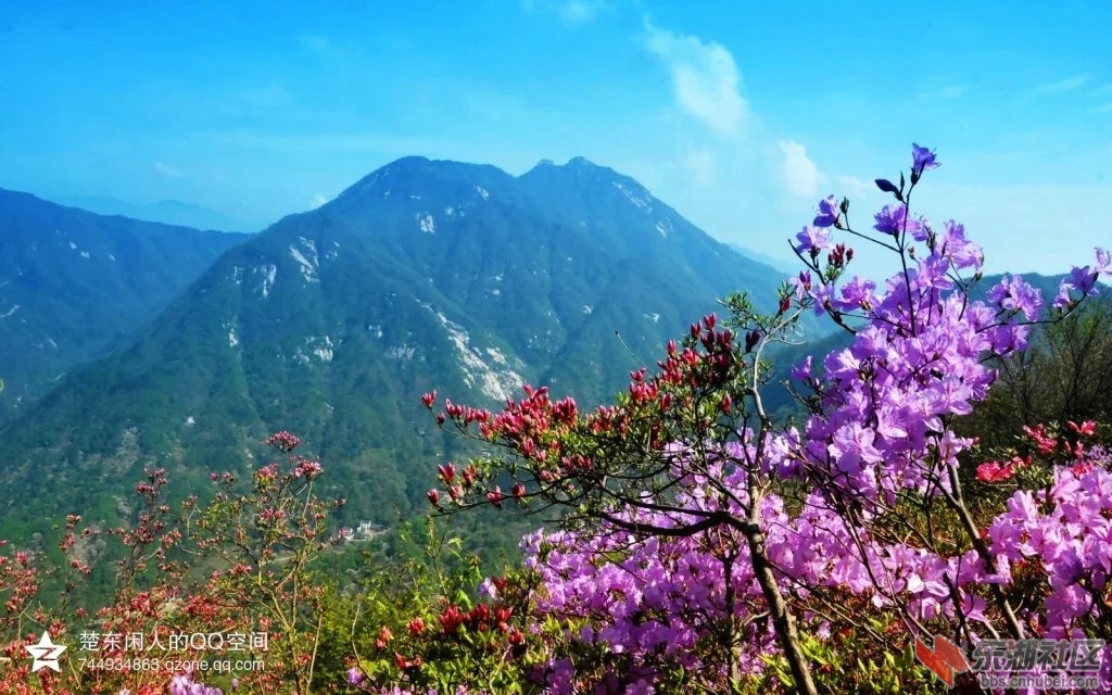 英山天马寨,杜鹃红四海
