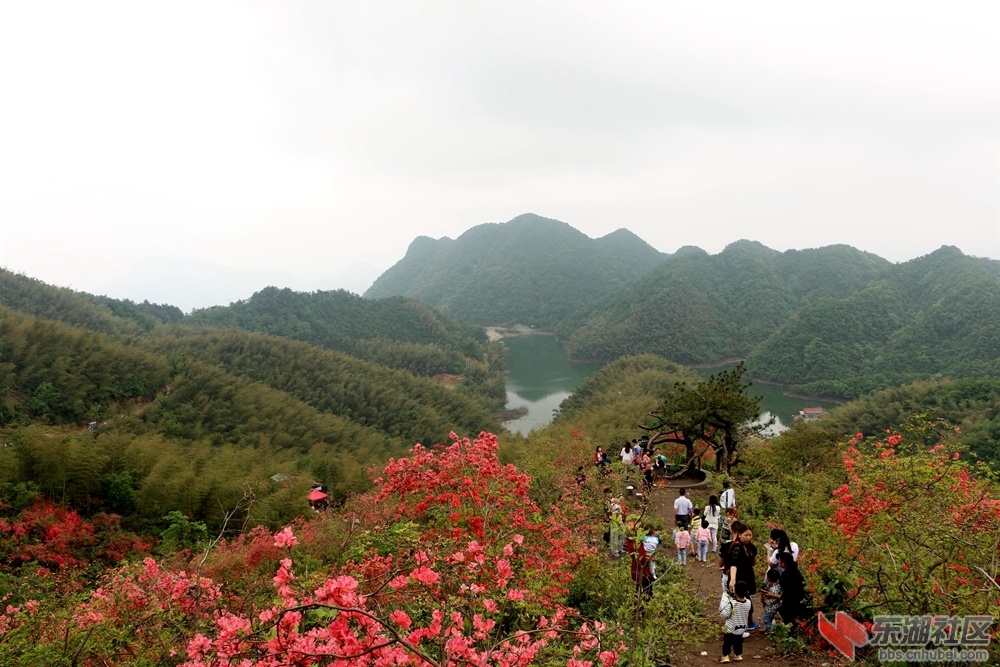 大幕山上杜鹃红(图)