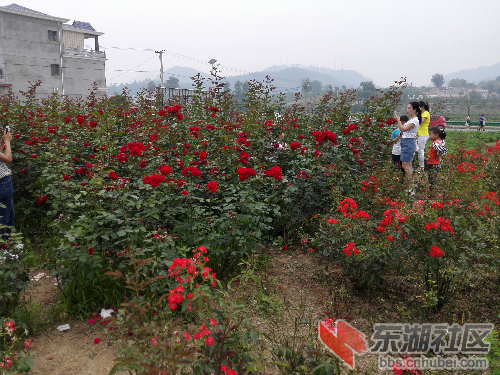 茗山香,玫瑰情 黄石崛起 东湖社区 荆楚网