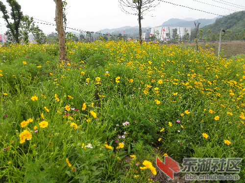 茗山香,玫瑰情 黄石崛起 东湖社区 荆楚网