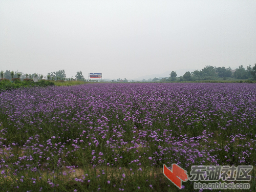 茗山香,玫瑰情 黄石崛起 东湖社区 荆楚网