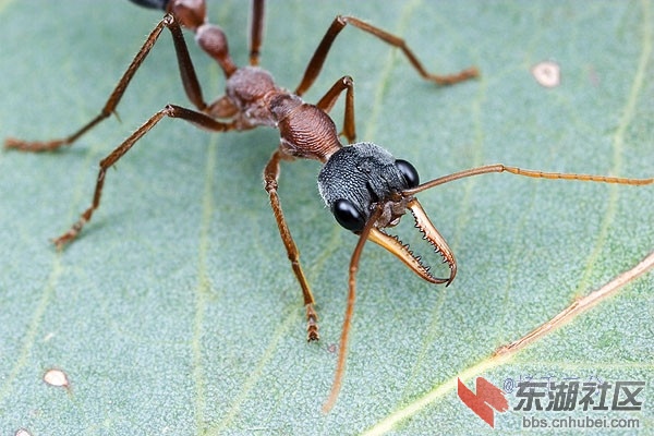 盘点地球现存最强昆虫