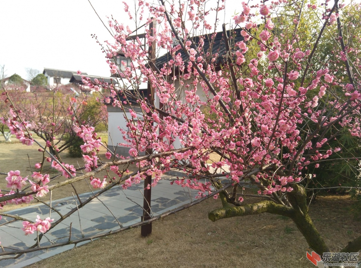 黄州遗爱湖红梅傲雪景区梅园赏梅～3000梅花齐争艳