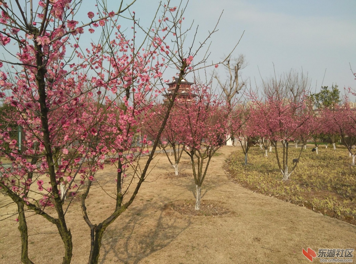 黄州遗爱湖红梅傲雪景区梅园赏梅～3000梅花齐争艳