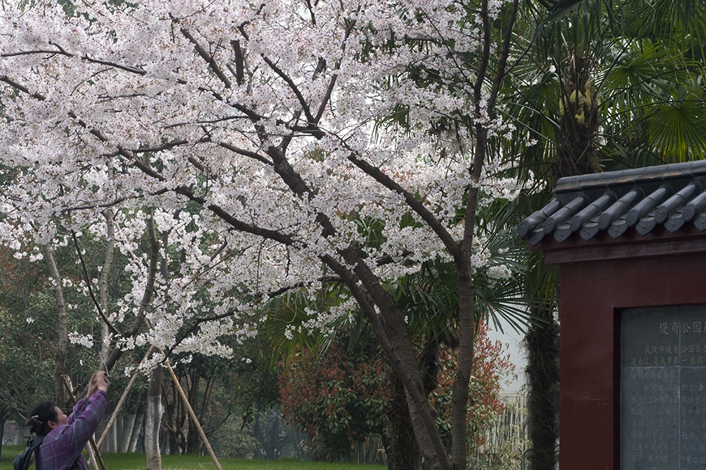 堤角公园樱花景色美如画 曾院平摄影