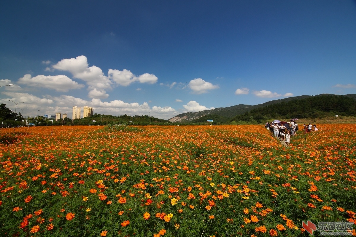 黄石那片花海