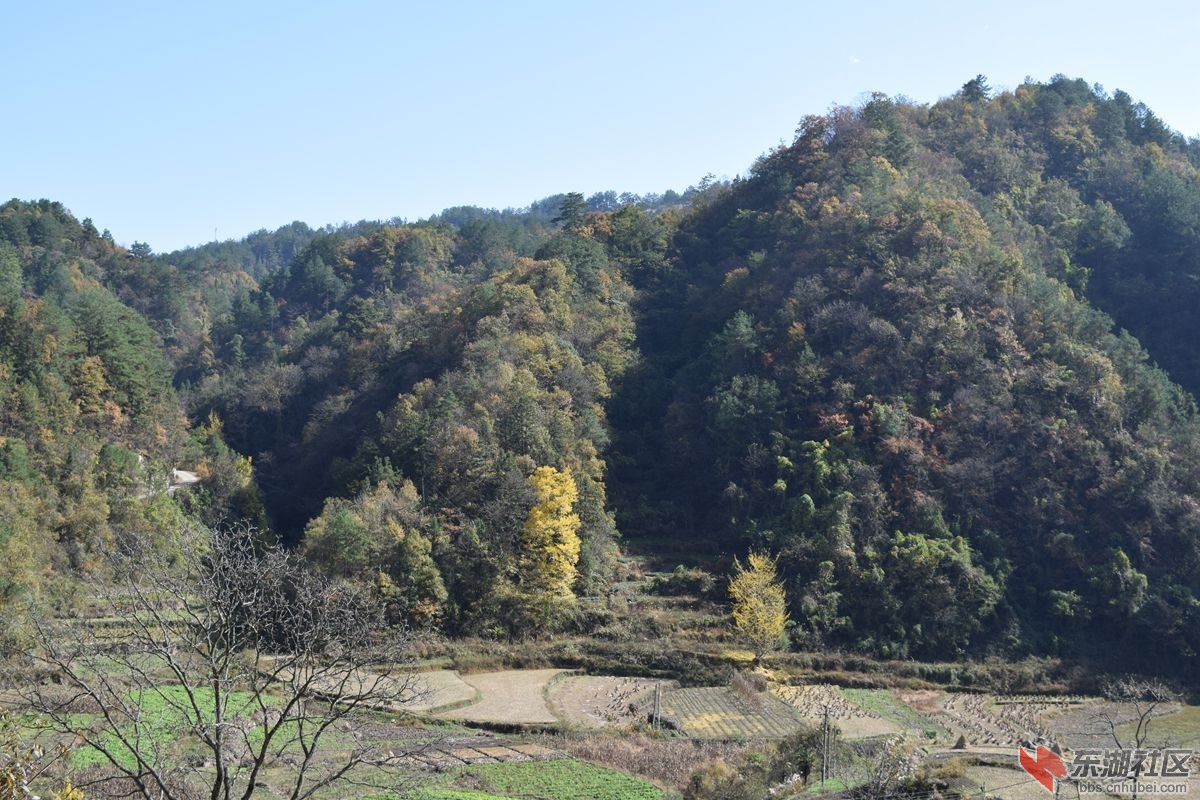 夷陵区雾渡河镇马卧泥村观赏秋景