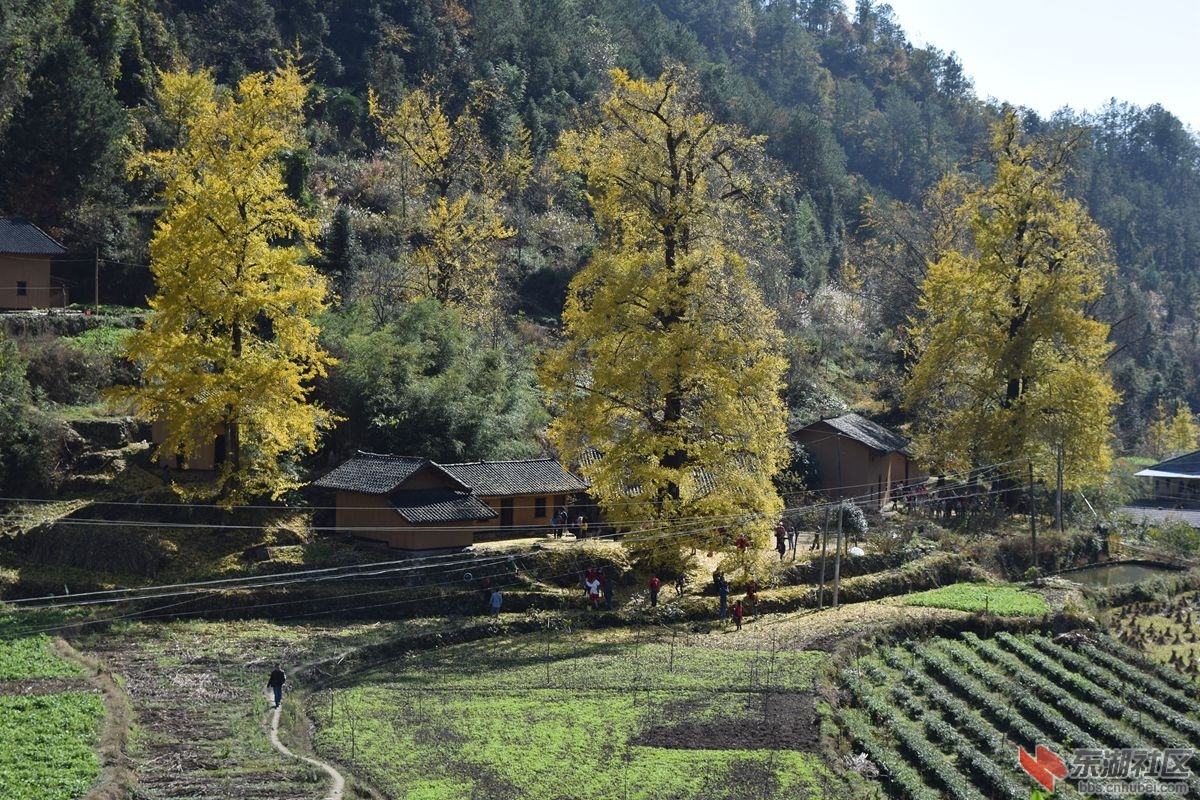 夷陵区雾渡河镇马卧泥村观赏秋景