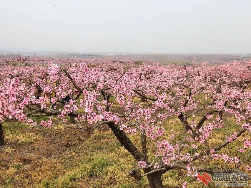 平林桃花