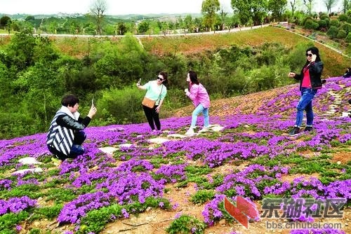 知音畔岛 芝樱烂漫 - 宜昌论坛 - 东湖社区 - 荆楚网