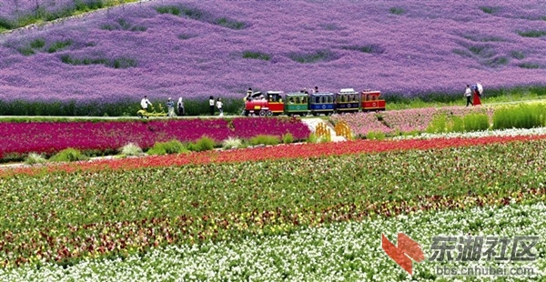 5月12日,在枝江市东方年华景区,游客乘坐小火车穿梭在盛开的花海中.