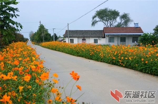 美丽乡村同心桥 一路鲜花一路景 宜昌论坛 东湖社区 荆楚网