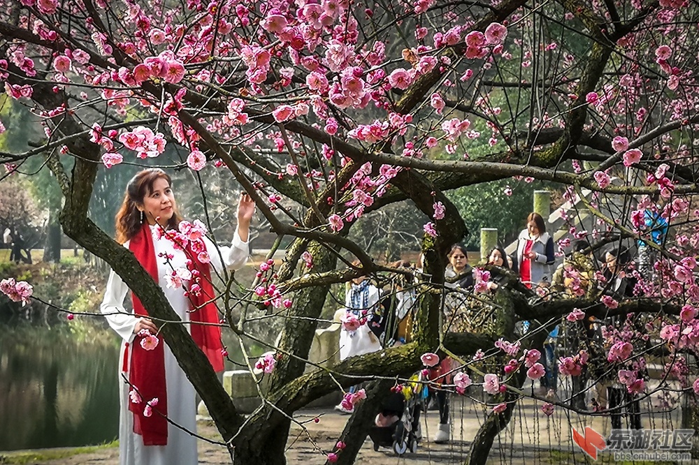 梅花树下秀汉服 曾院平摄影
