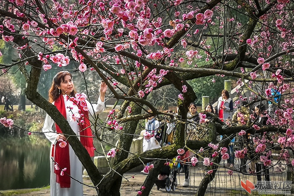 梅花树下秀汉服曾院平摄影