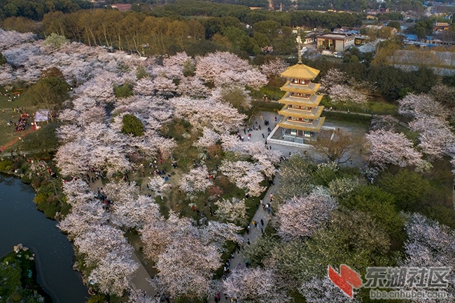 武汉东湖磨山樱花园一角曾院平摄影.jpg