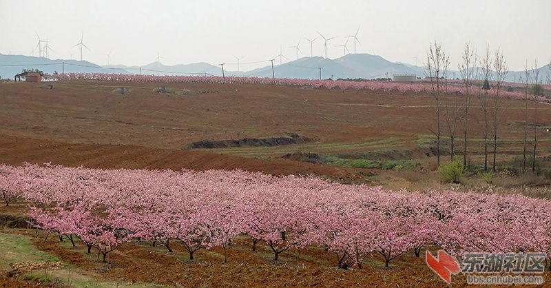 千古帝乡 花海枣阳 平林四井岗登高远眺赏桃花