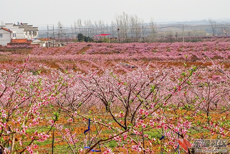 千古帝乡花海枣阳平林四井岗登高远眺赏桃花