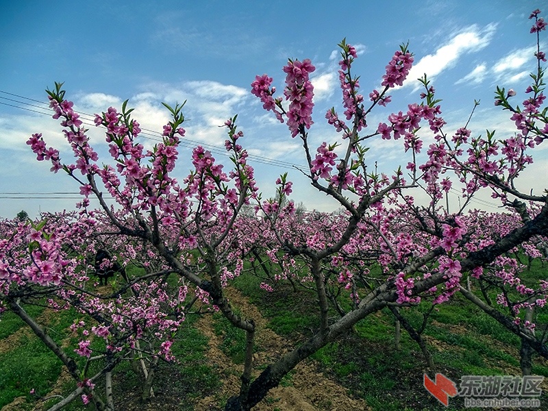 千古帝乡 花海枣阳 平林四井岗登高远眺赏桃花