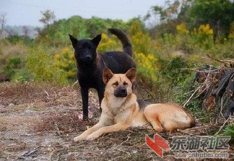湖北拟出"最严禁狗令",中华田园犬(土狗)让网友炸锅了