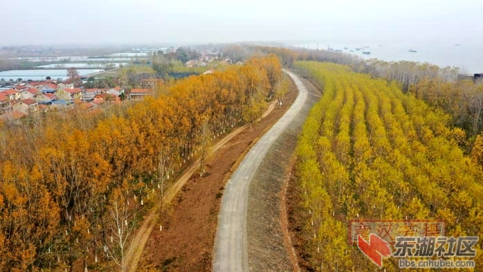 童汉芳用无人机拍摄长江干堤新洲区双柳护堤林带