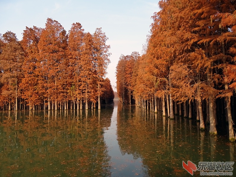 湖北省最大的水上森林公园 —— 壮观的江汉平原·梦里水乡水上池杉