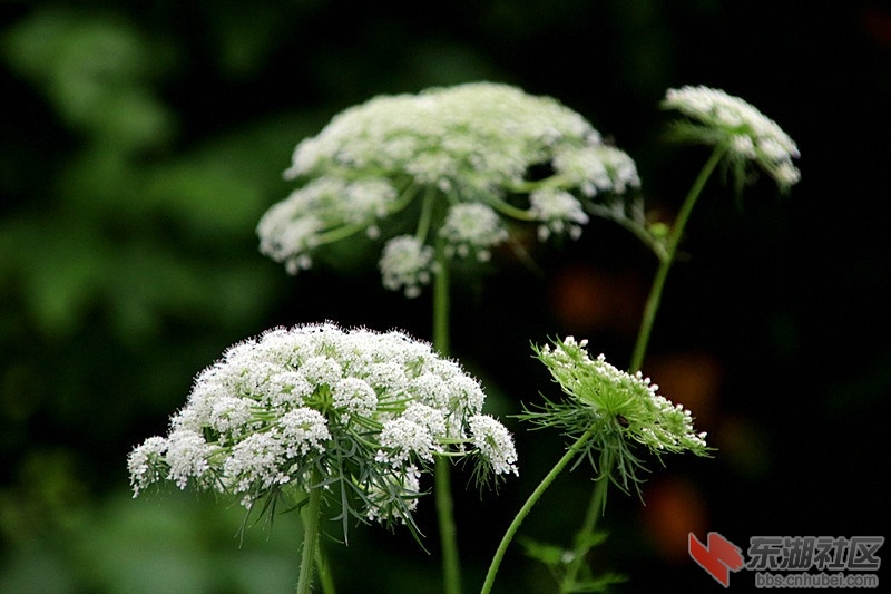 漂亮的胡萝卜花