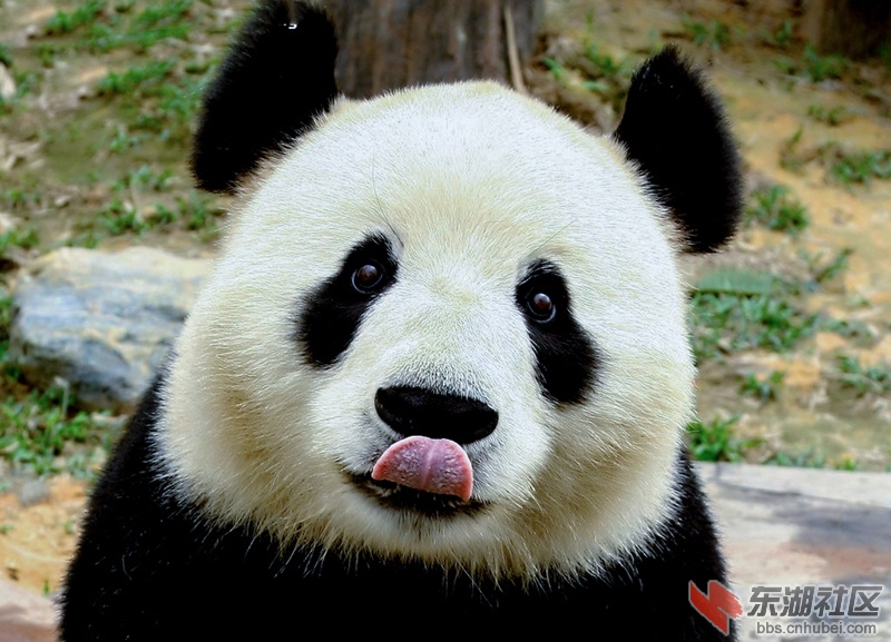 惹人喜爱,被誉为"活化石"和"中国国宝"的大熊猫萌照