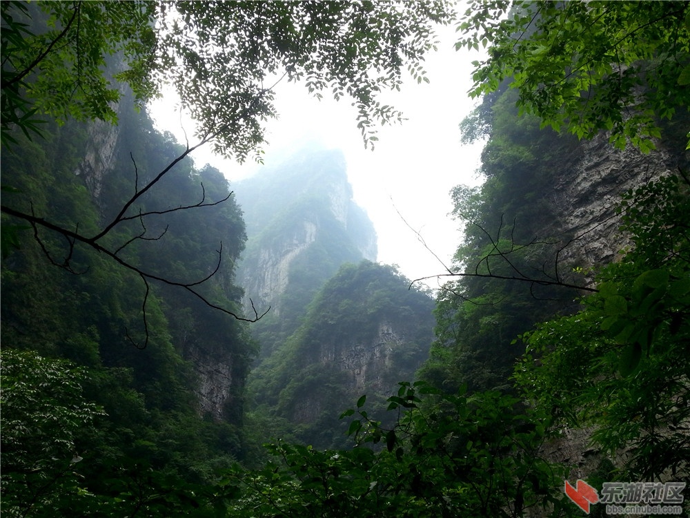 秭归泗溪三峡竹海