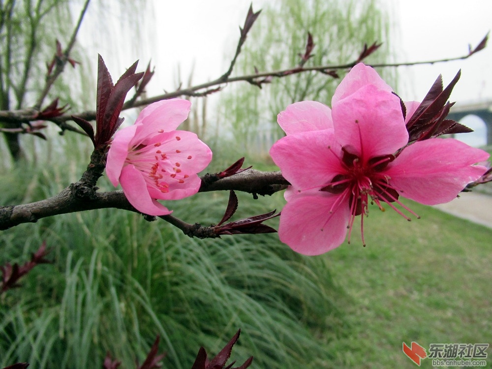 岸边杨柳绿,枝头桃花红