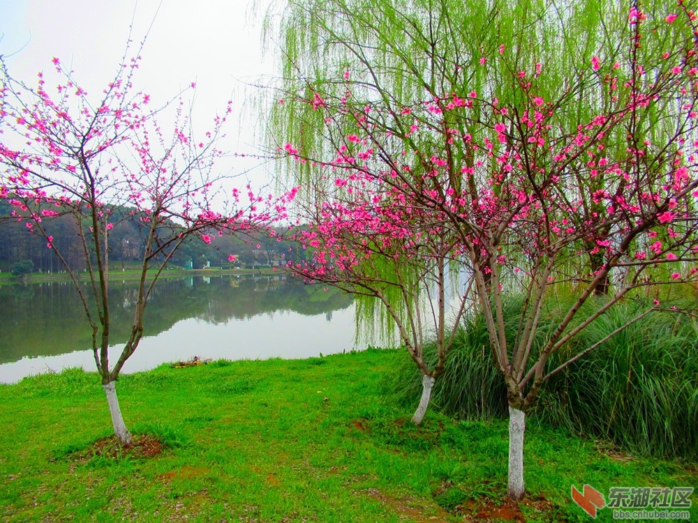 岸边杨柳绿,枝头桃花红