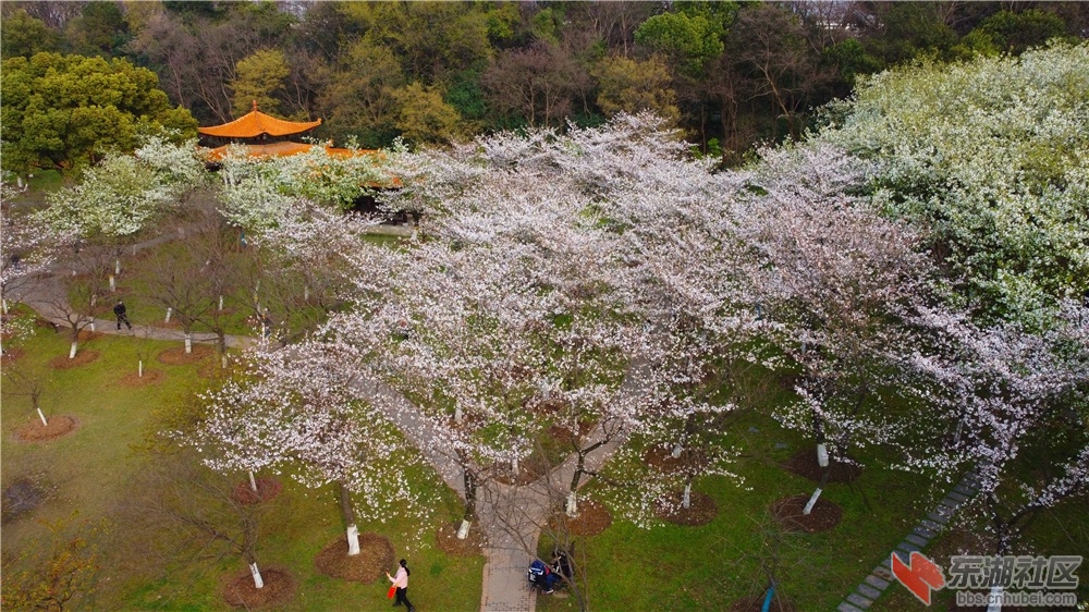 航拍青山公园樱花山樱花盛开