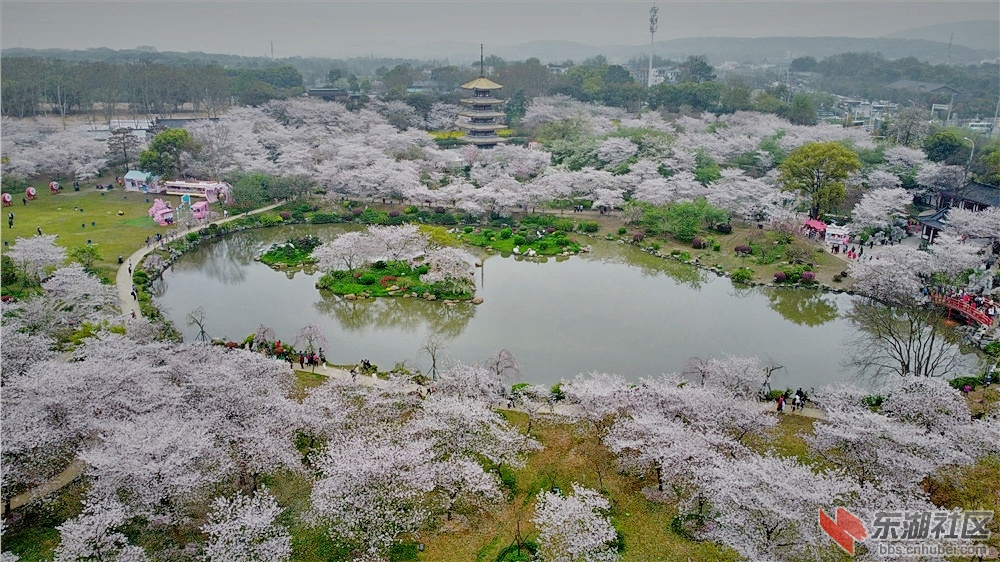 航拍东湖樱花园昼夜美景