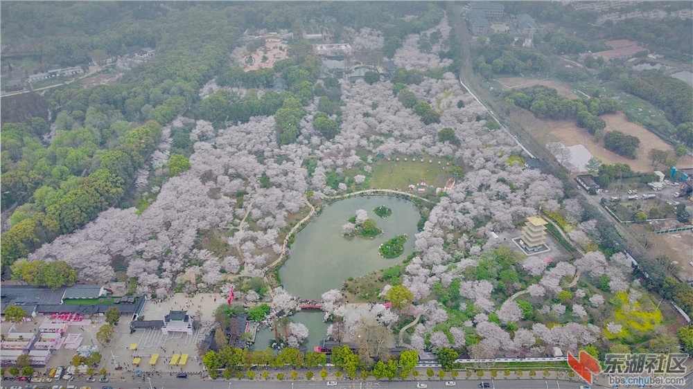 航拍东湖樱花园昼夜美景