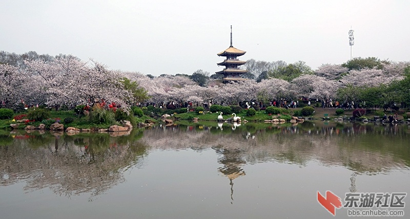 2021武汉赏花季之·武汉东湖风景区"世界赏樱胜地"印象