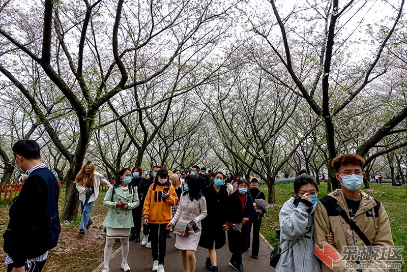 2021武汉赏花季之·武汉东湖风景区"世界赏樱胜地"印象