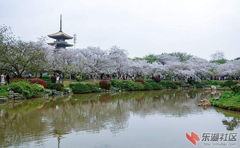 2021武汉赏花季之·武汉东湖风景区"世界赏樱胜地"印象
