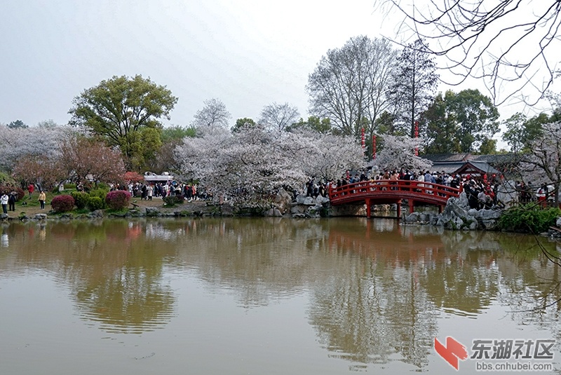 2021武汉赏花季之·武汉东湖风景区"世界赏樱胜地"印象