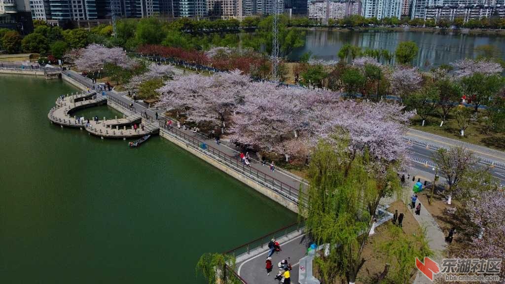 航拍武汉西北湖公园樱花盛开美景