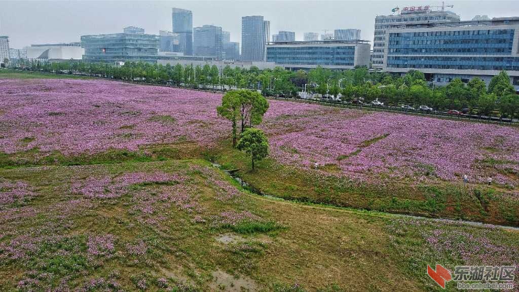 航拍光谷西苑花海