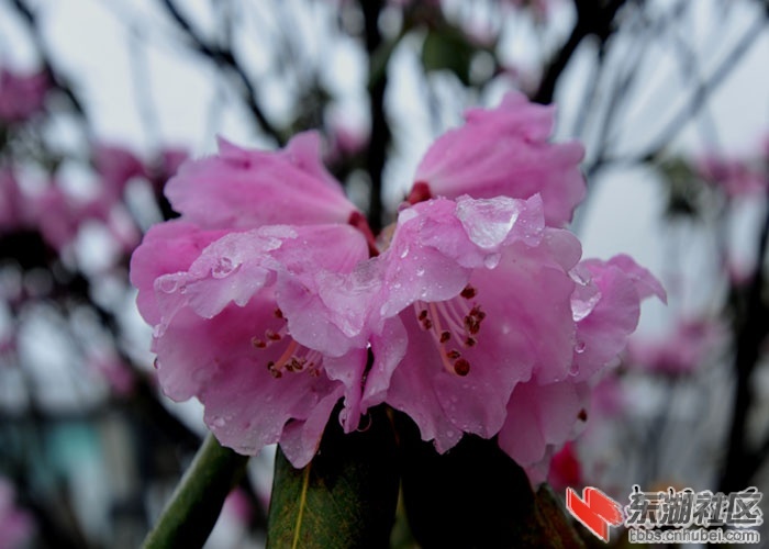 冰雪高山杜鹃.jpg