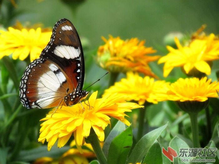 蝶恋花.jpg